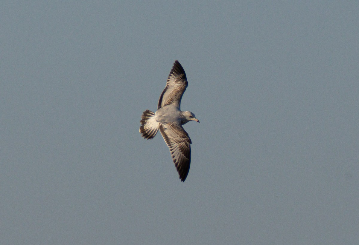 Ring-billed Gull - ML642721655