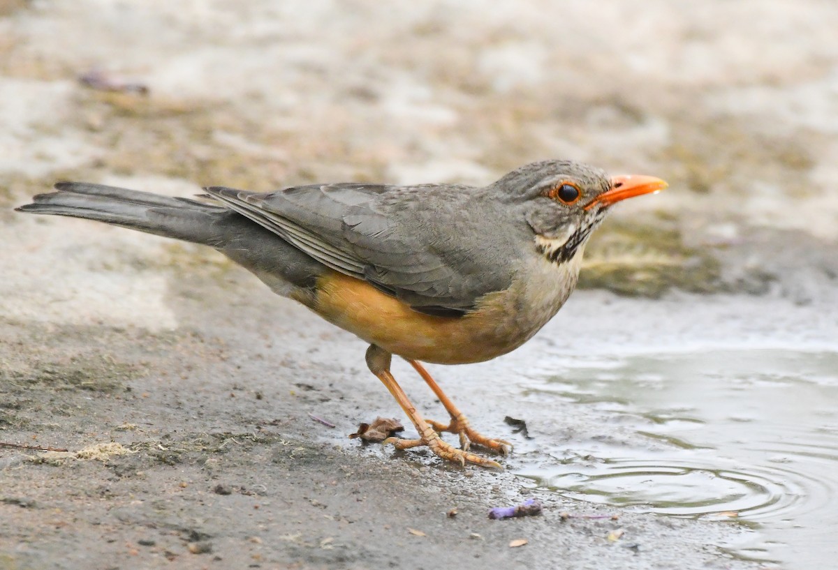 Kurrichane Thrush - ML642721658