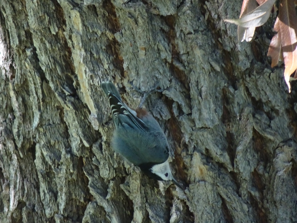 White-breasted Nuthatch - ML642721665