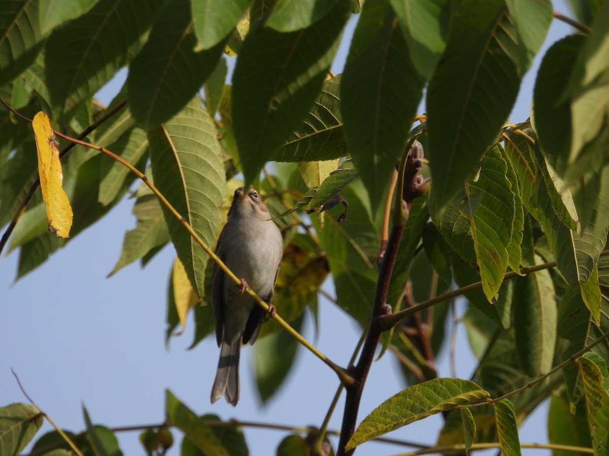 Chipping Sparrow - ML642721672