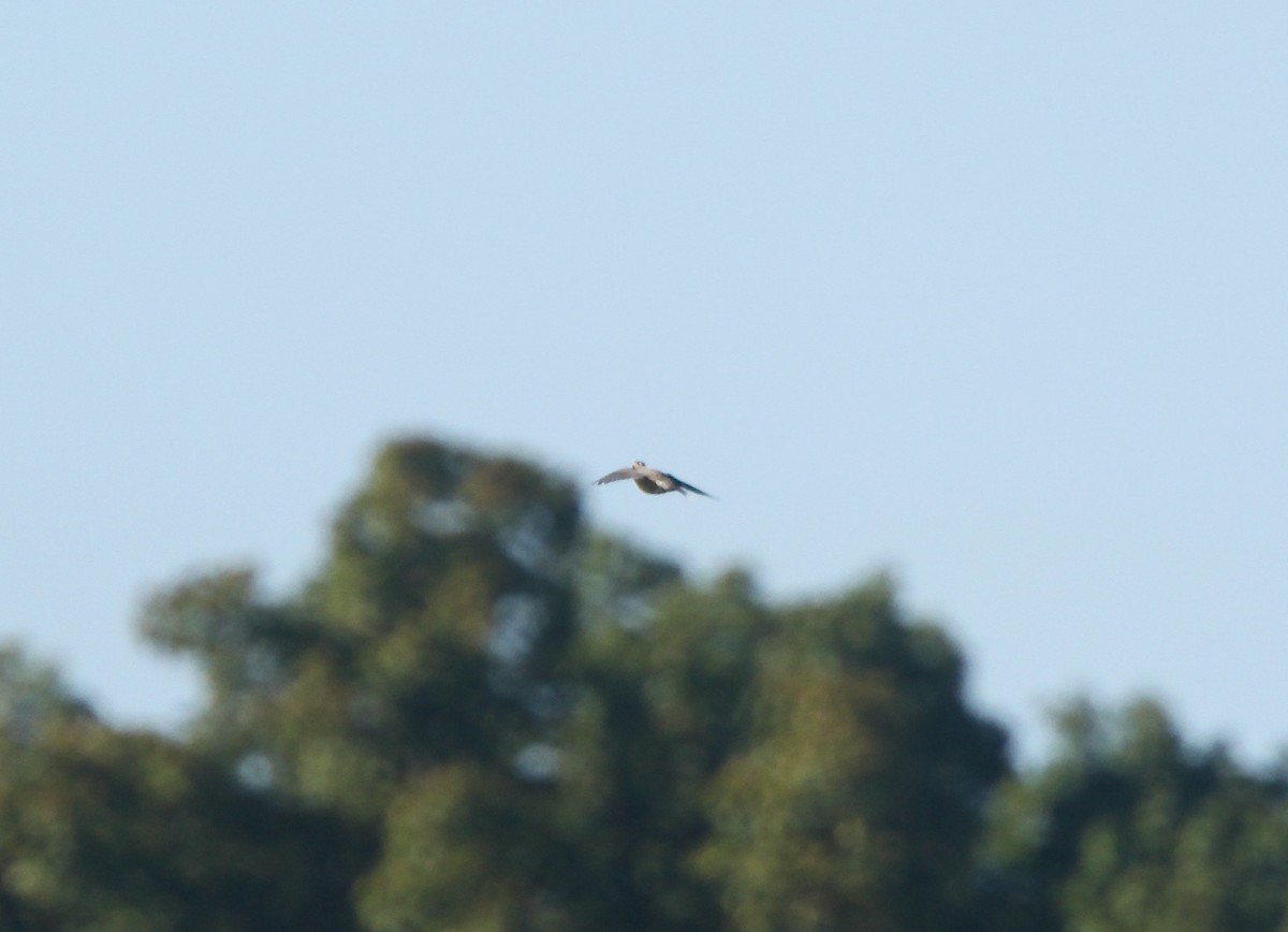 Eastern Meadowlark - ML642721675
