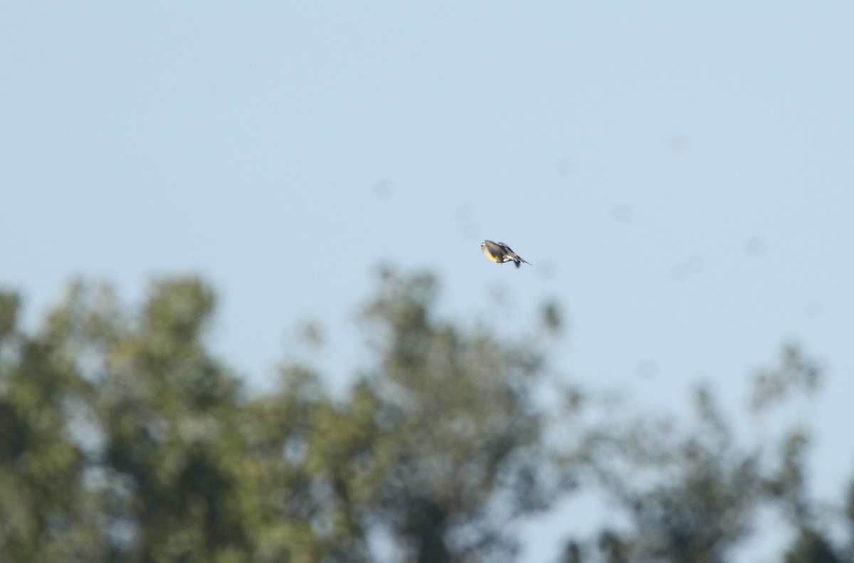 Eastern Meadowlark - ML642721676