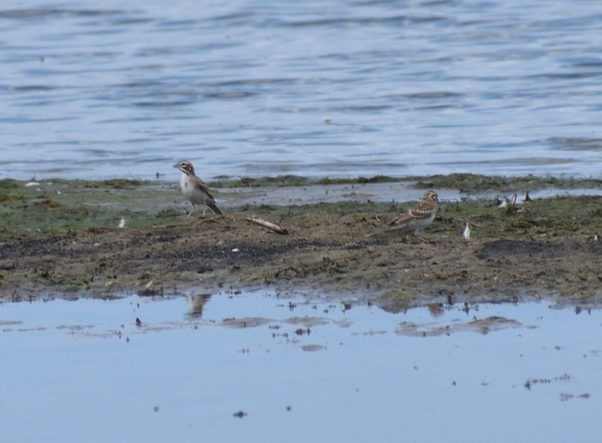 Lark Sparrow - ML642721677