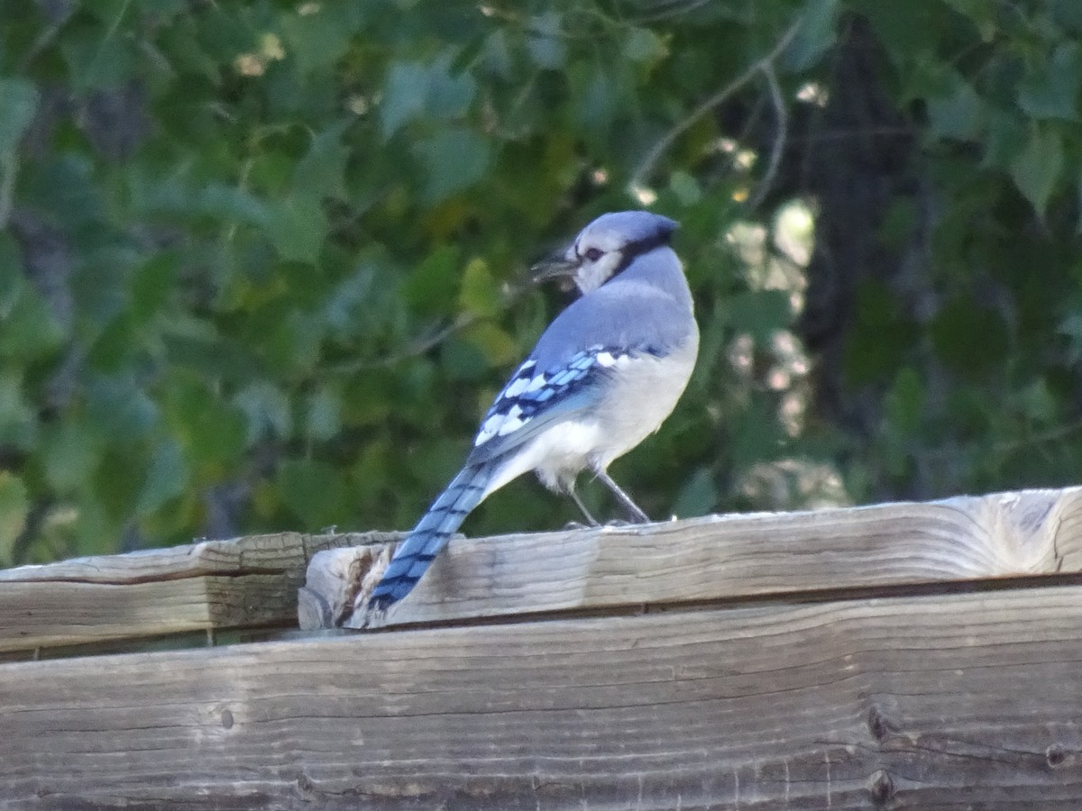 Blue Jay - ML642721678