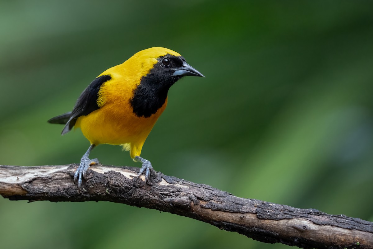 Yellow-backed Oriole - ML642721712