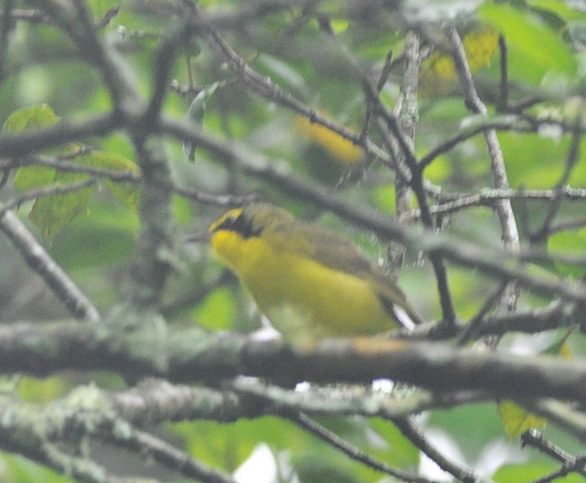 Kentucky Warbler - ML642721716