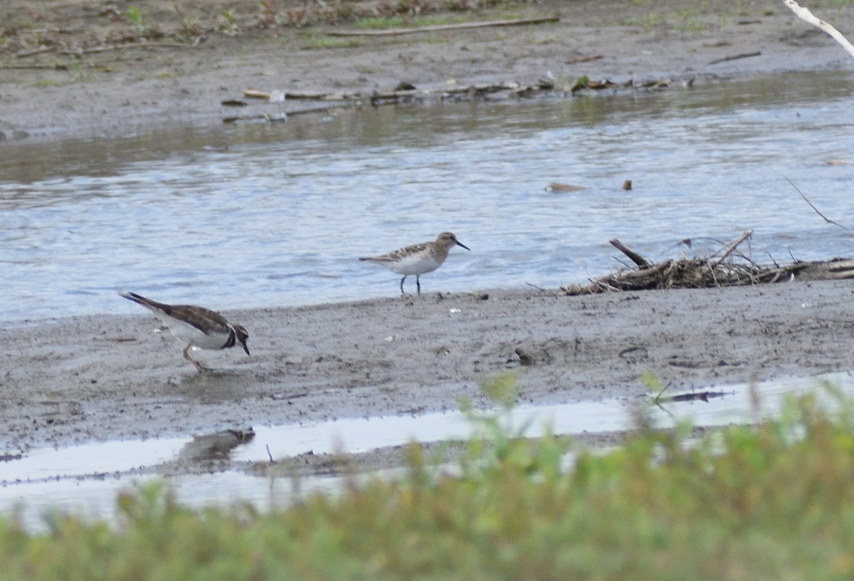 Baird's Sandpiper - ML642721722