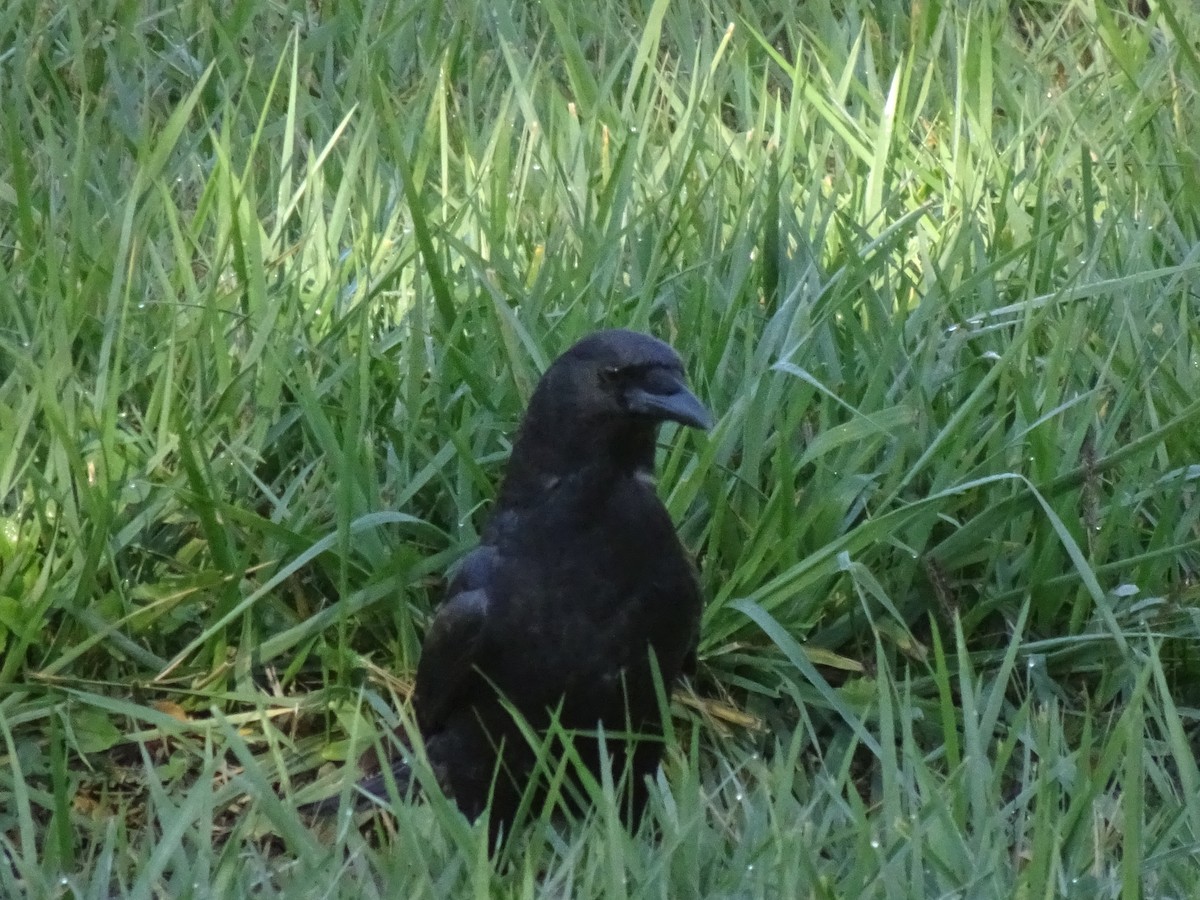 American Crow - ML642721729