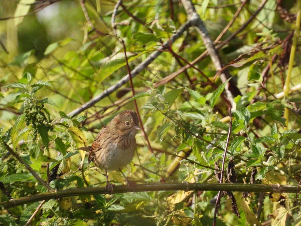 Lincoln's Sparrow - ML642721735