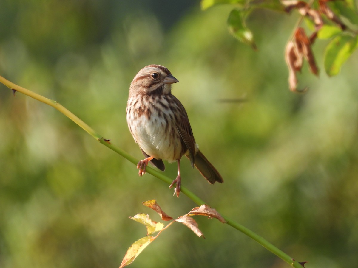 Song Sparrow - ML642721737