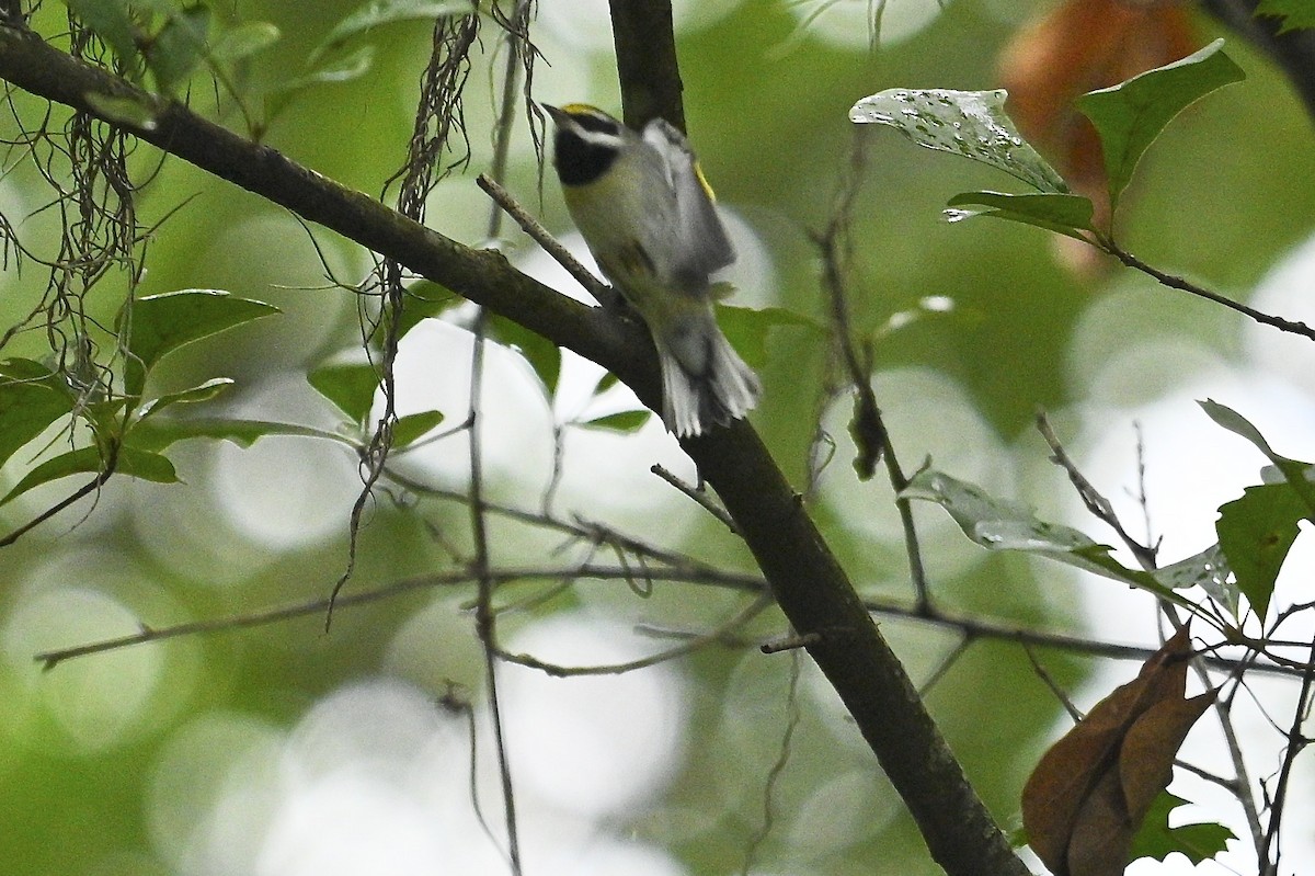 Golden-winged Warbler - ML642721738