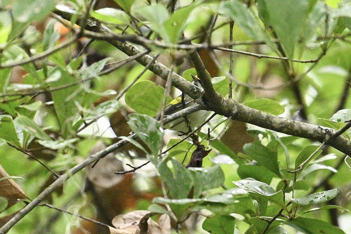 Golden-winged Warbler - ML642721748