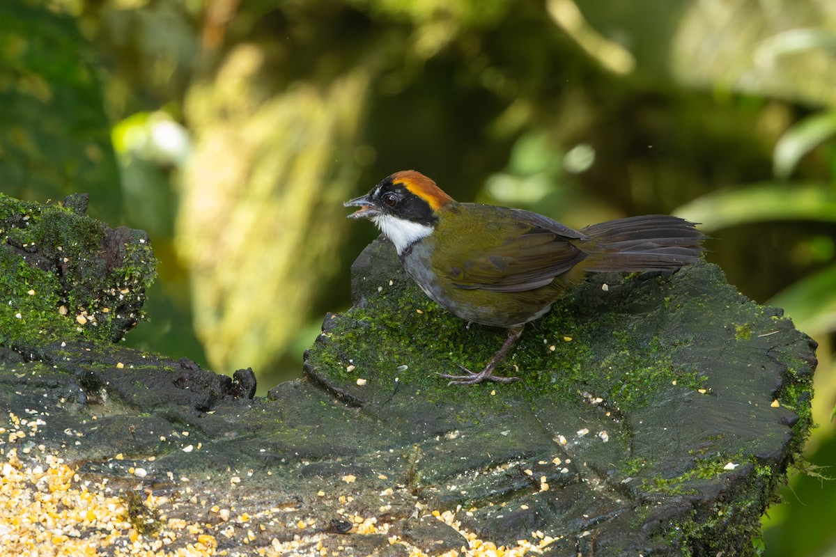 クリボウシヤブシトド - ML642721757