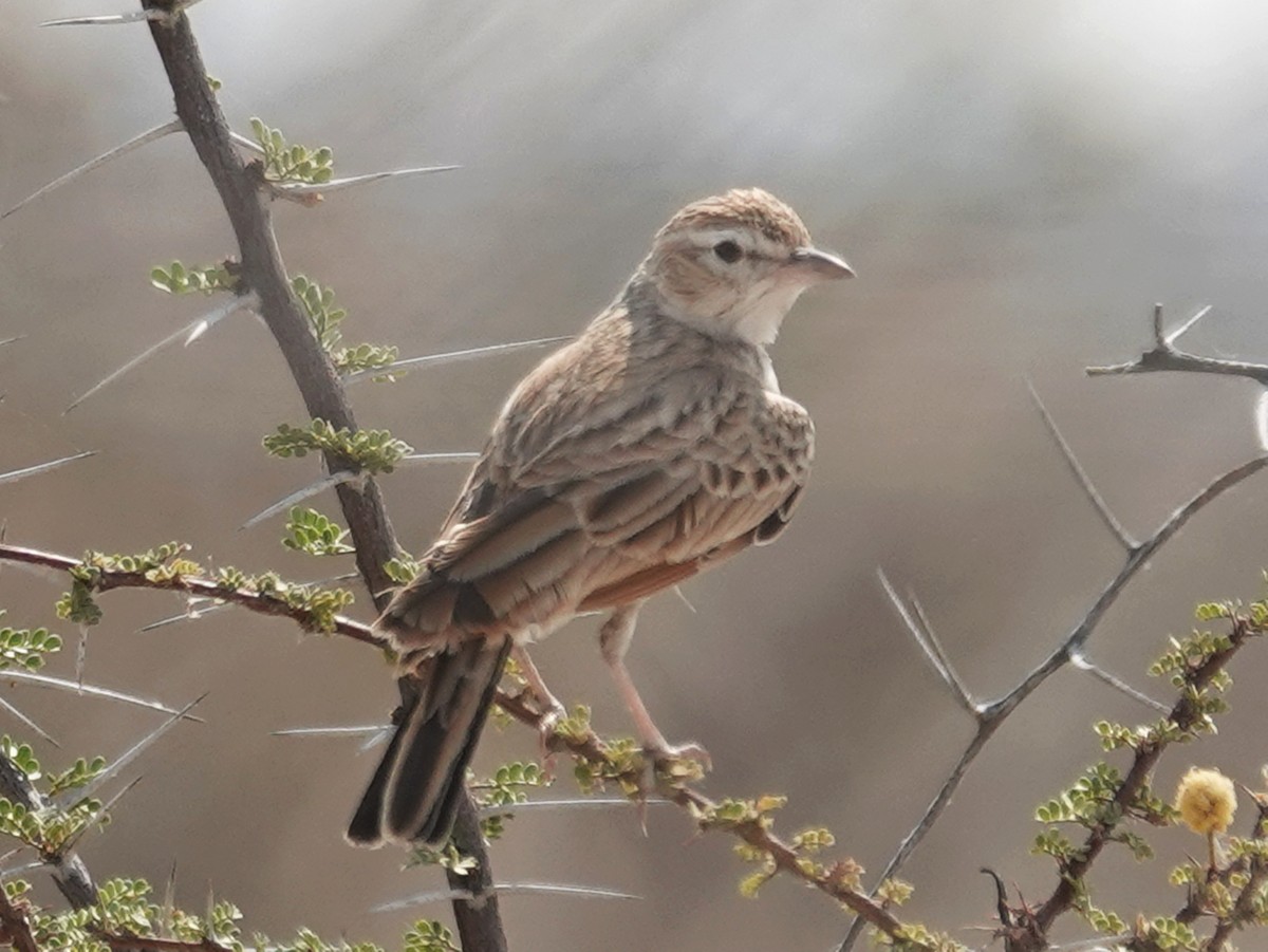 Fawn-colored Lark - ML642721758