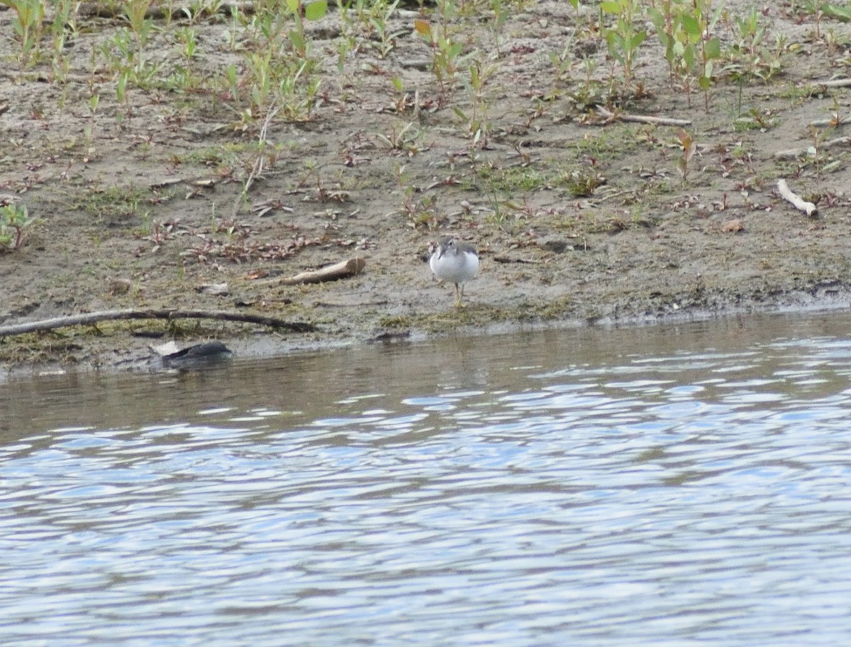 Spotted Sandpiper - ML642721759