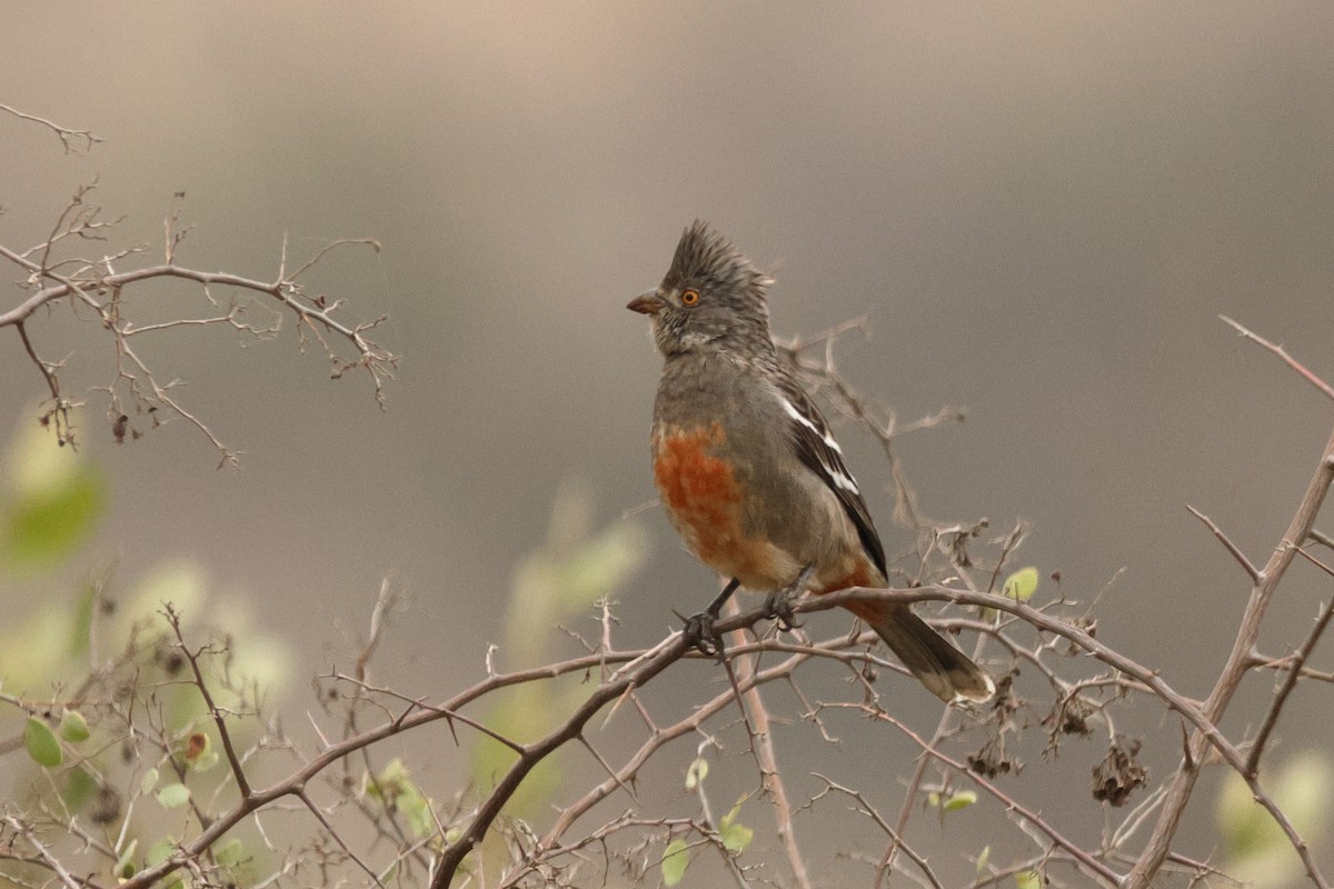 ペルークサカリドリ - ML642721761