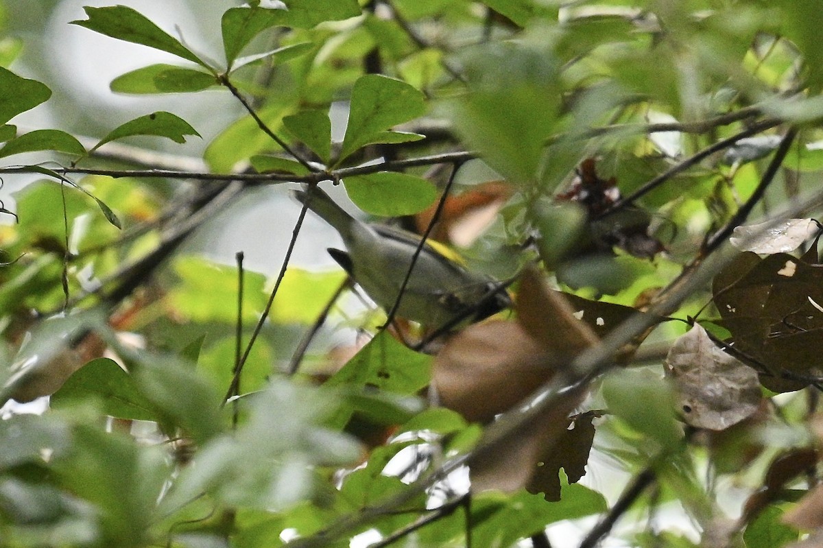 Golden-winged Warbler - ML642721762