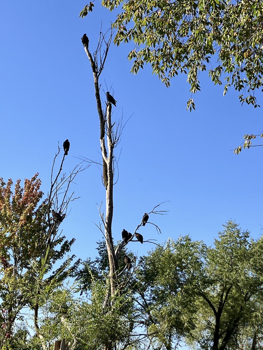 Turkey Vulture - ML642721763