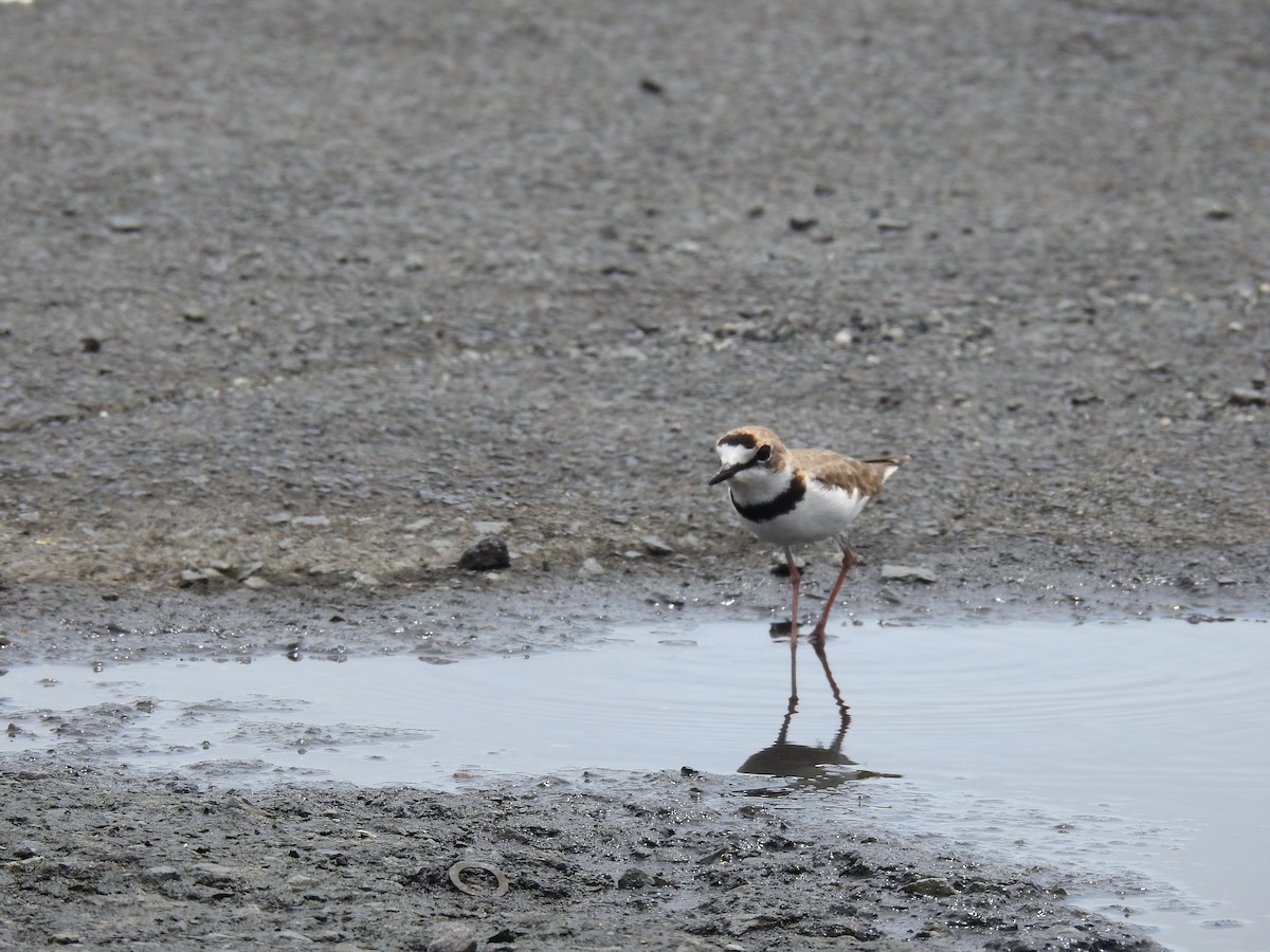 Collared Plover - ML642721766