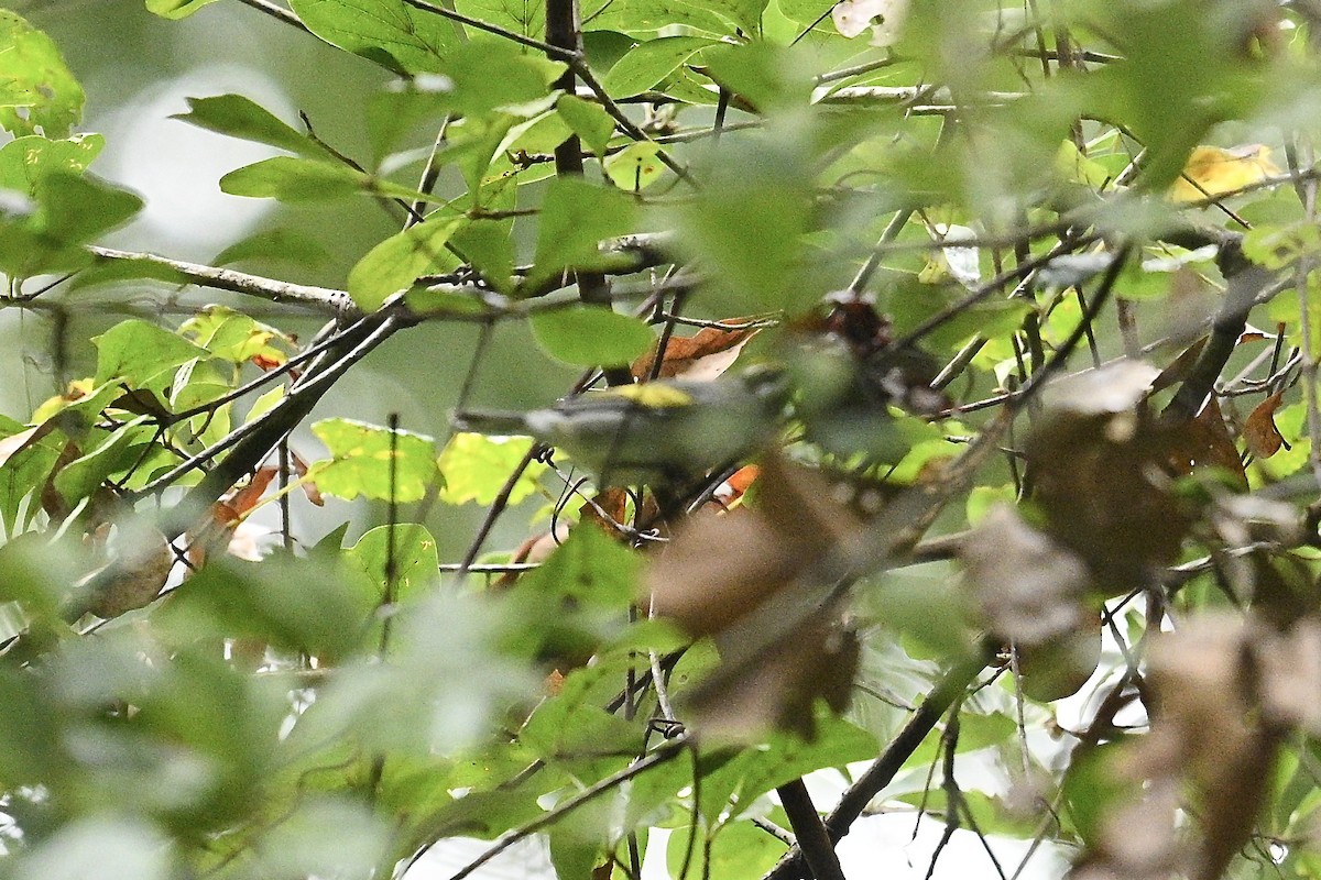 Golden-winged Warbler - ML642721769