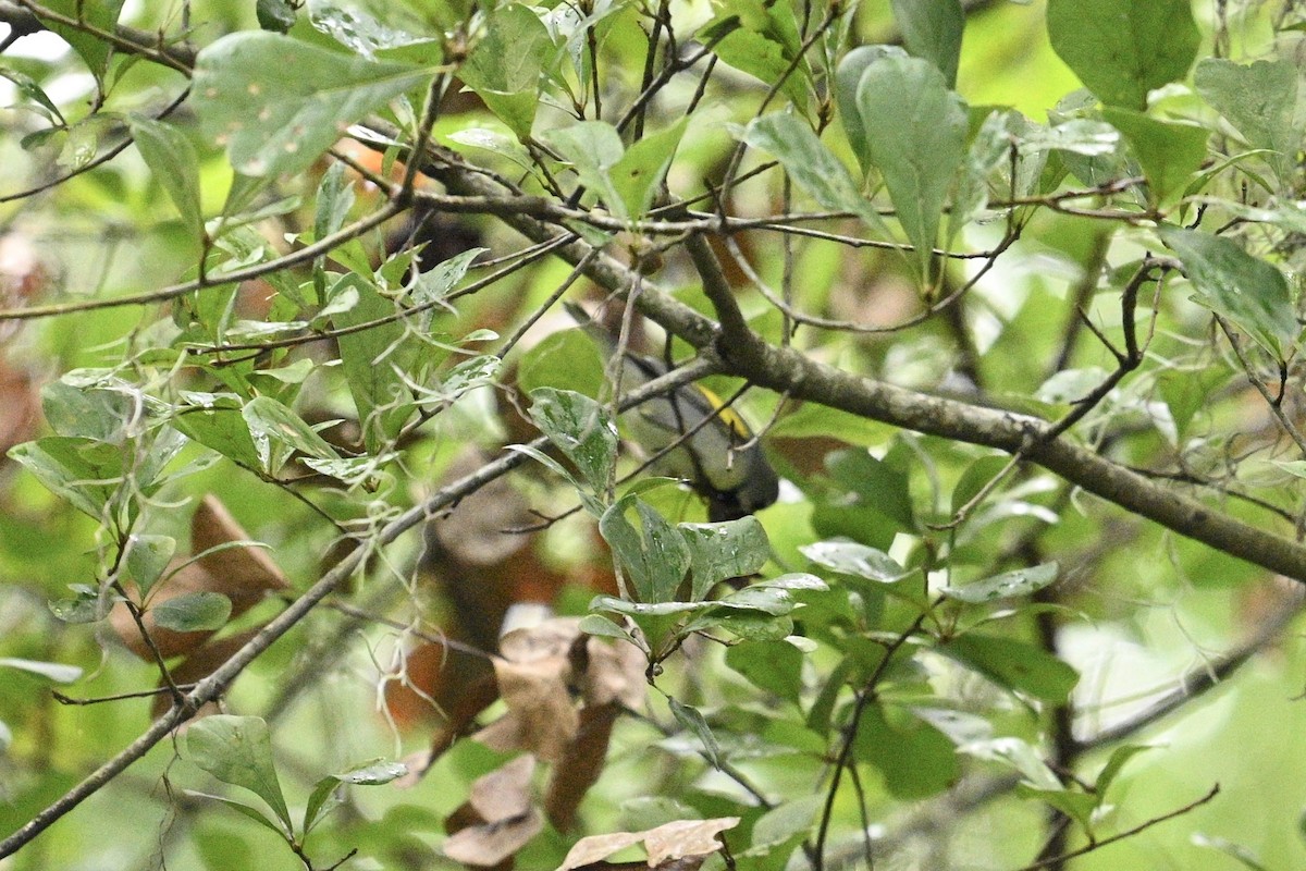 Golden-winged Warbler - ML642721787