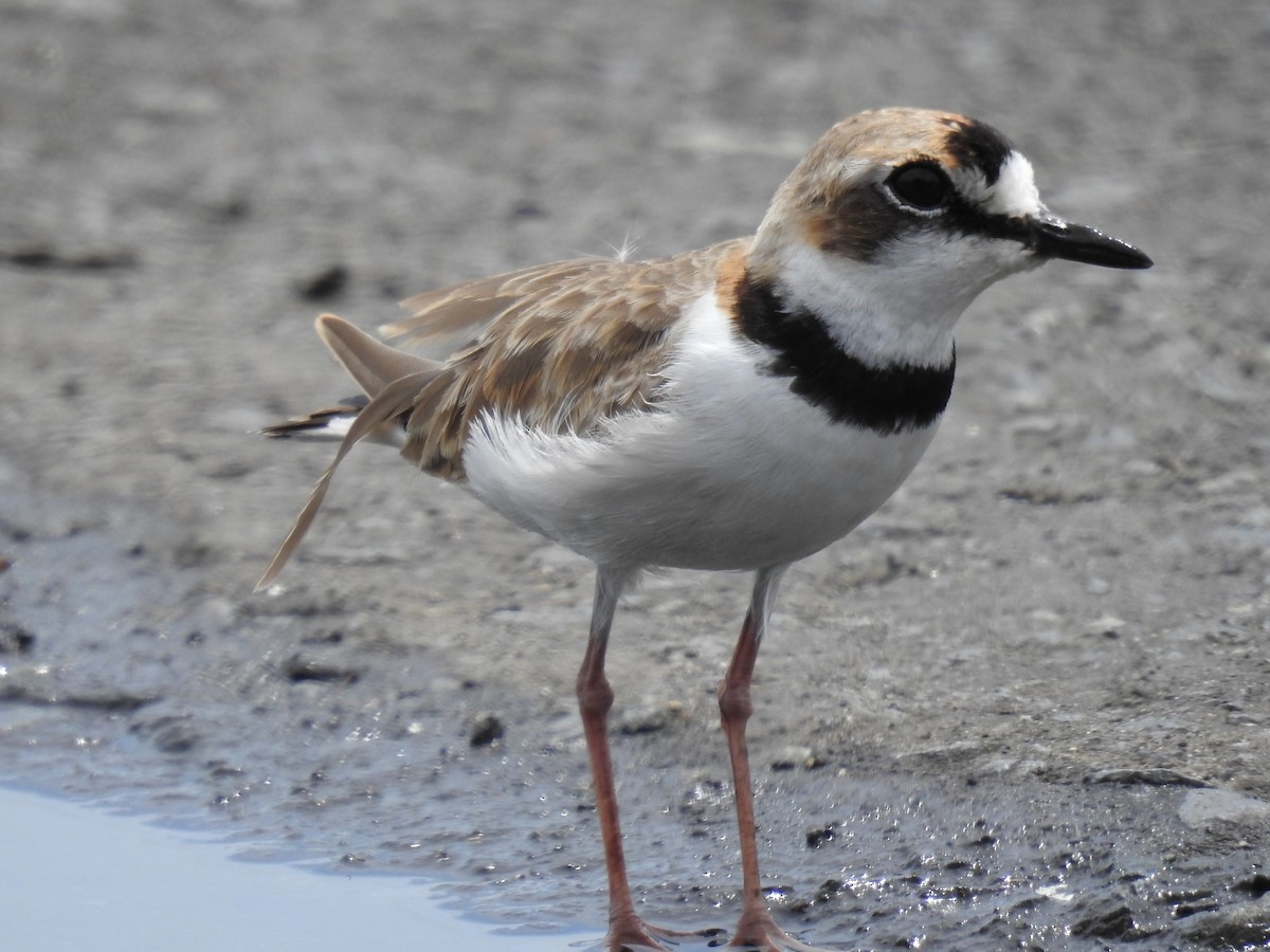 Collared Plover - ML642721791