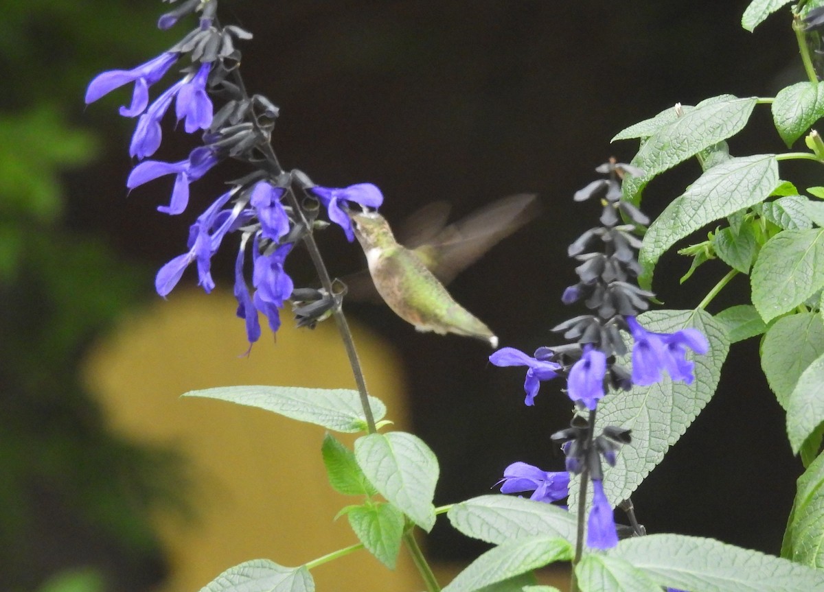 Ruby-throated Hummingbird - ML642721799