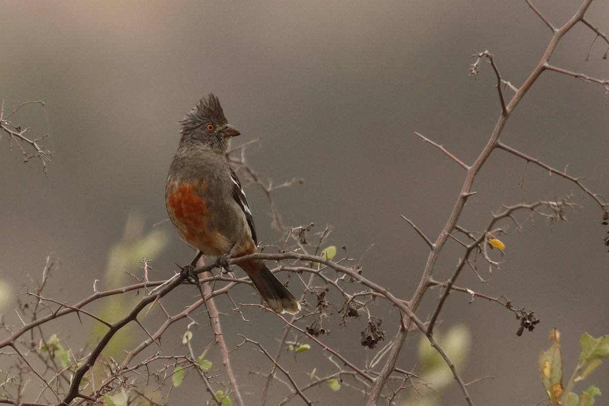 ペルークサカリドリ - ML642721802