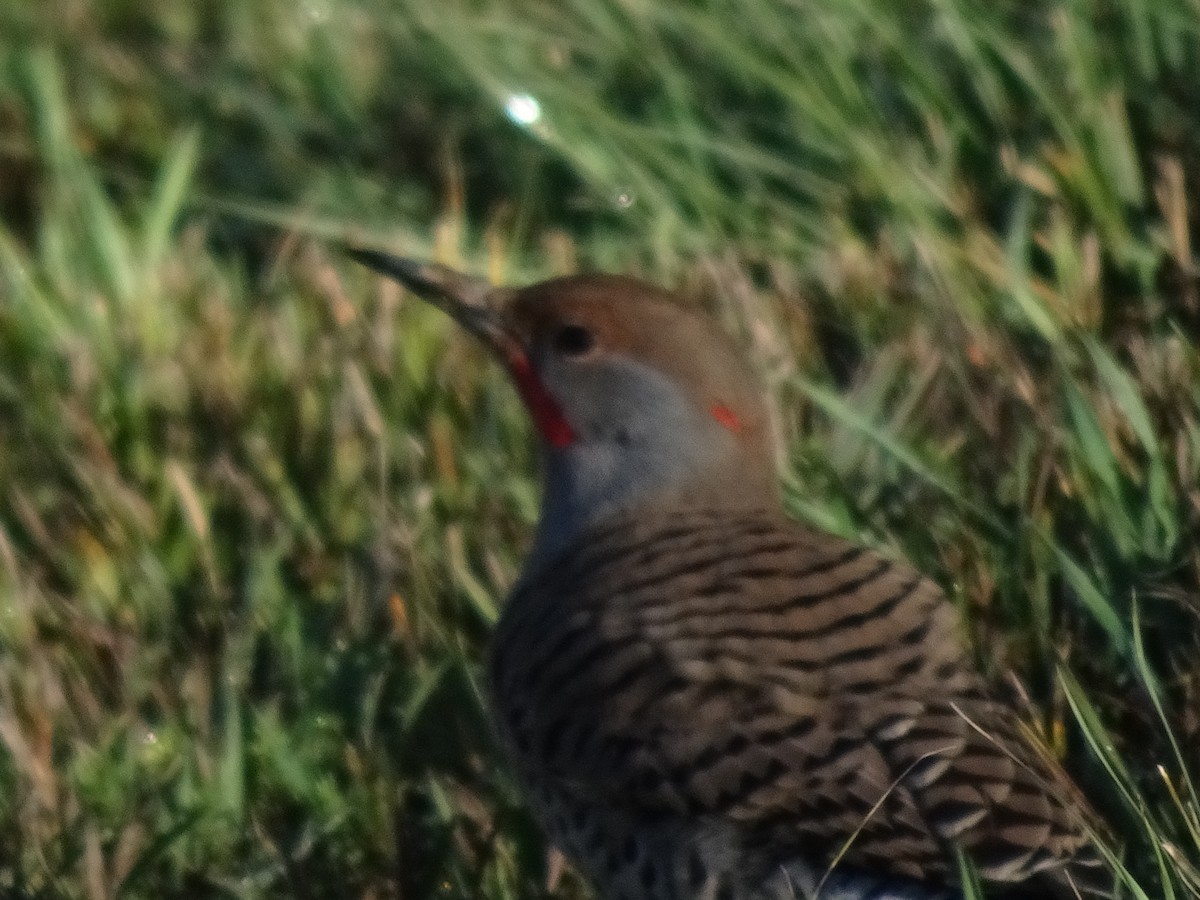 Northern Flicker (Yellow-shafted x Red-shafted) - ML642721803