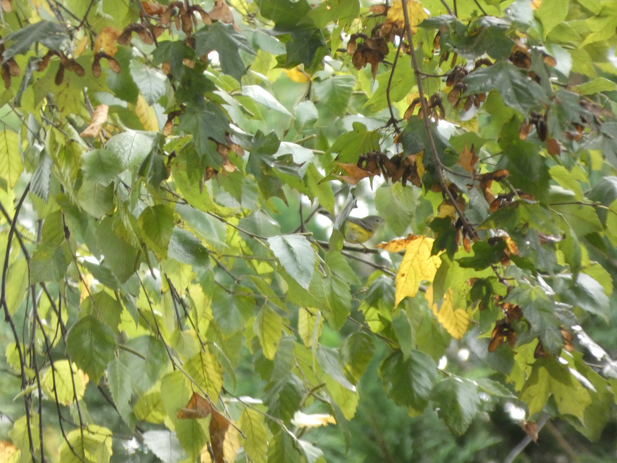 Magnolia Warbler - ML642721808