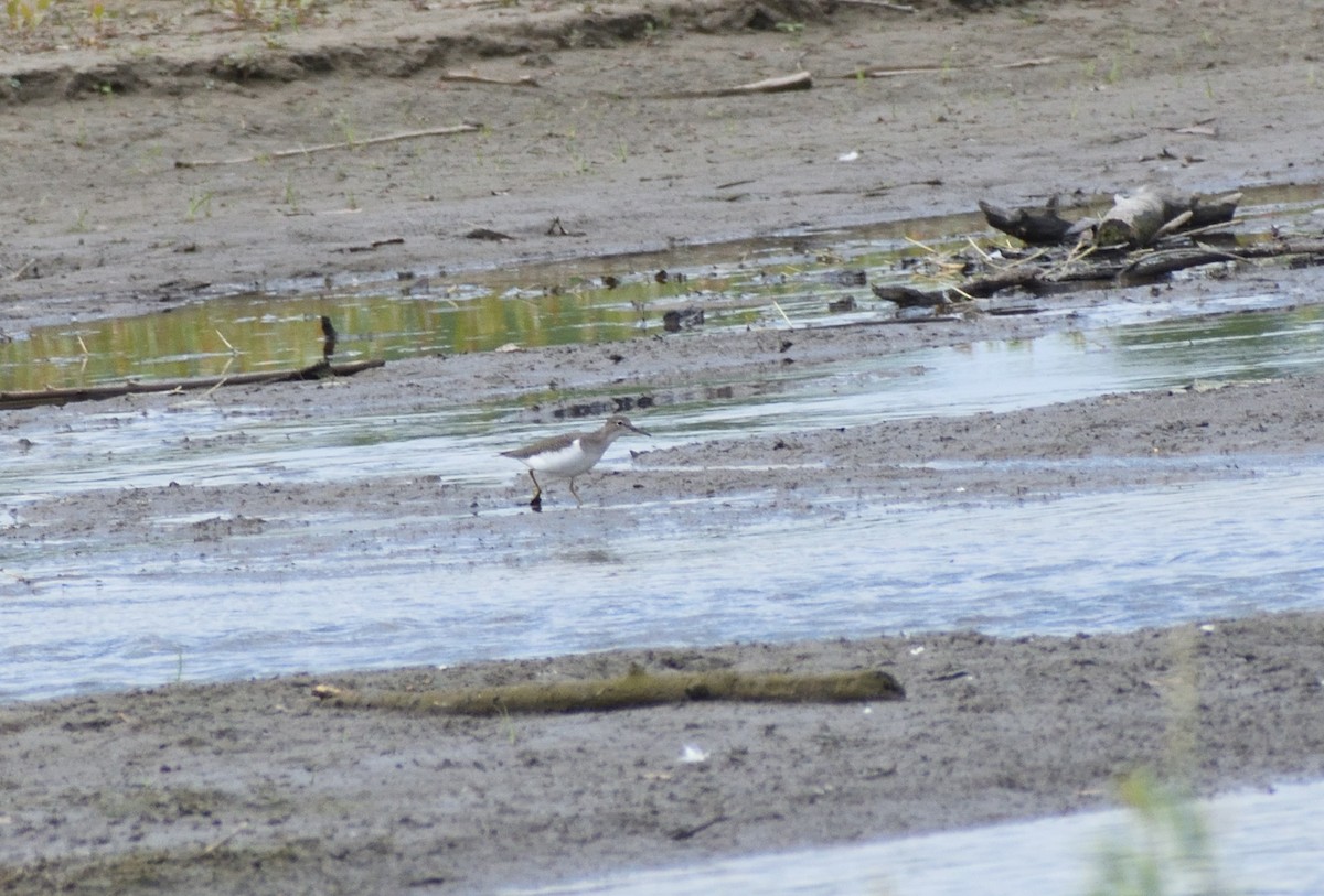 Spotted Sandpiper - ML642721810