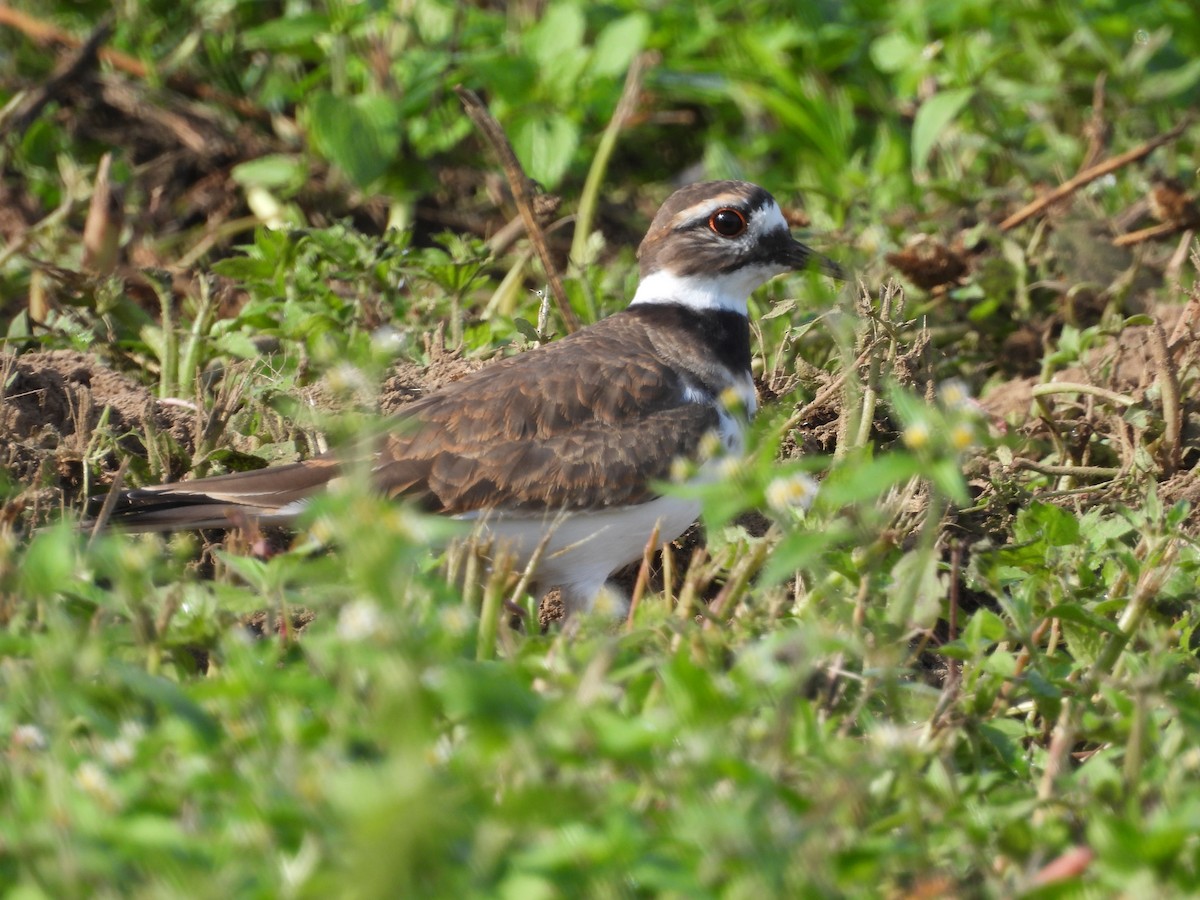 Killdeer - ML642721815
