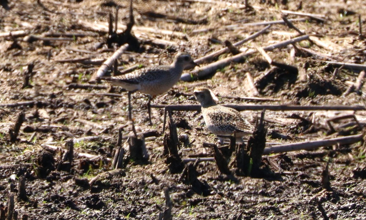 American Golden-Plover - ML642721823