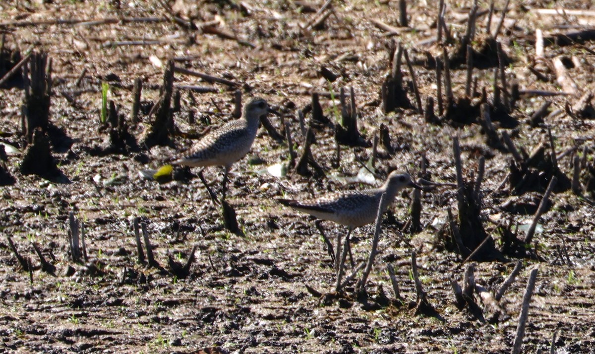 American Golden-Plover - ML642721824