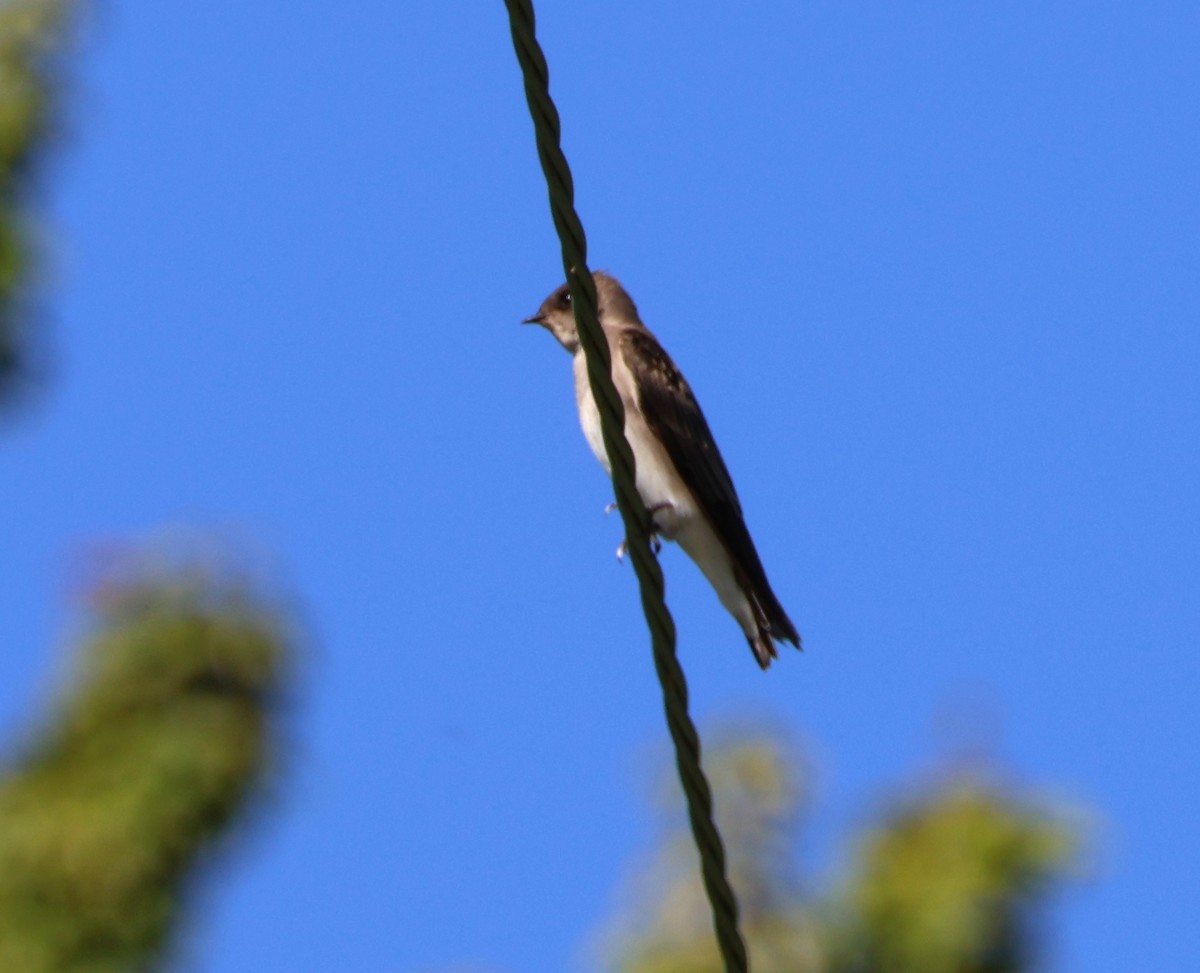 Northern Rough-winged Swallow - ML642721847