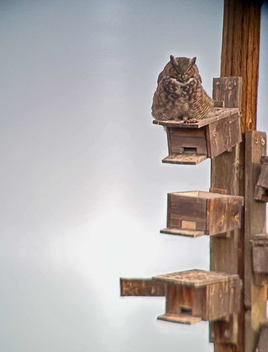 Great Horned Owl - ML642721851