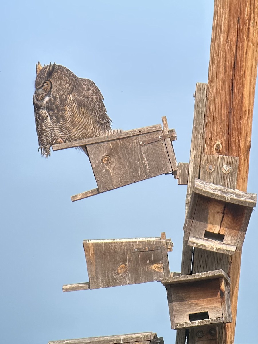 Great Horned Owl - ML642721852