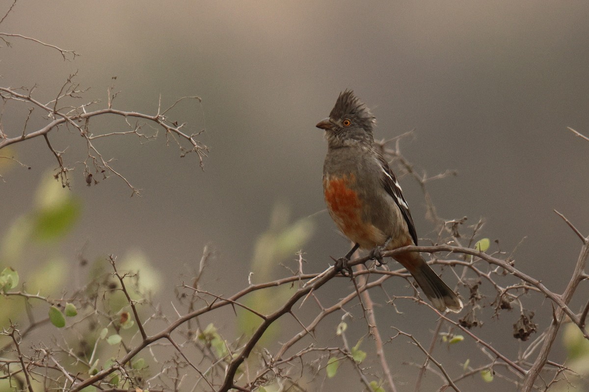 ペルークサカリドリ - ML642721853