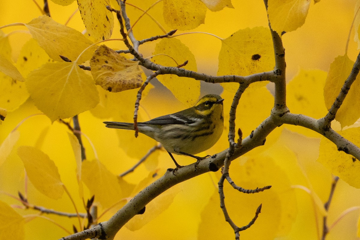 Townsend's Warbler - ML642721855