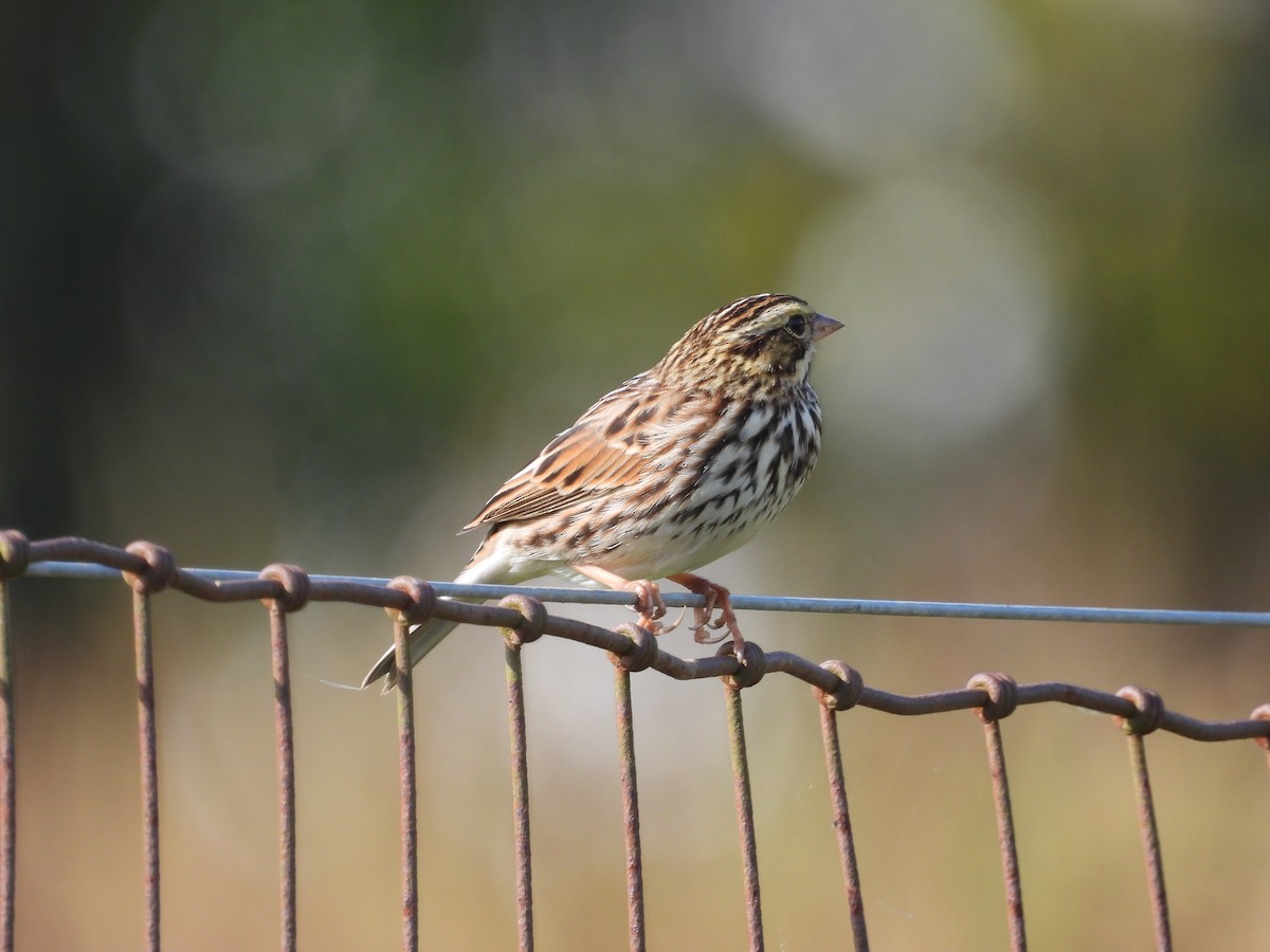Savannah Sparrow (Savannah) - ML642721868