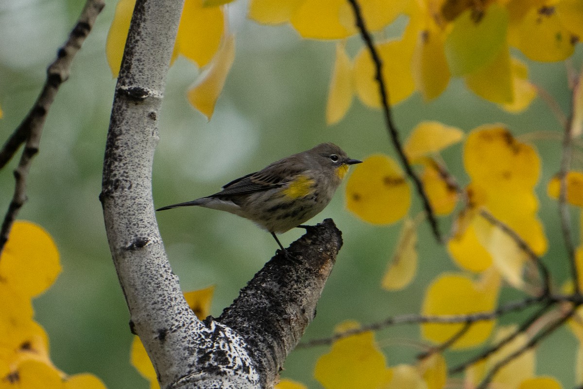 Yellow-rumped Warbler - ML642721869