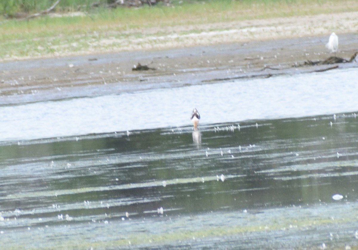 American Avocet - ML642721876