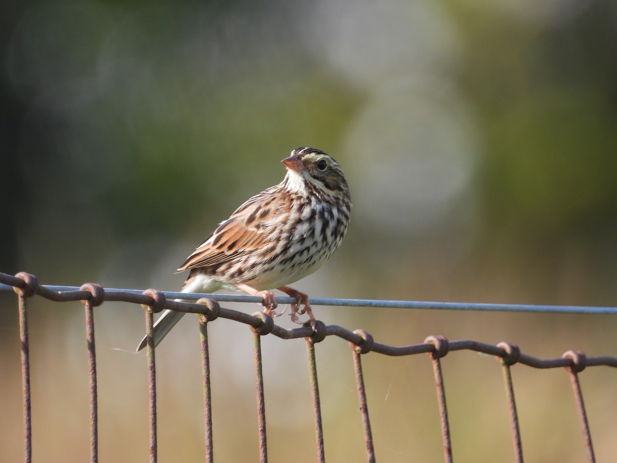 Savannah Sparrow (Savannah) - ML642721878