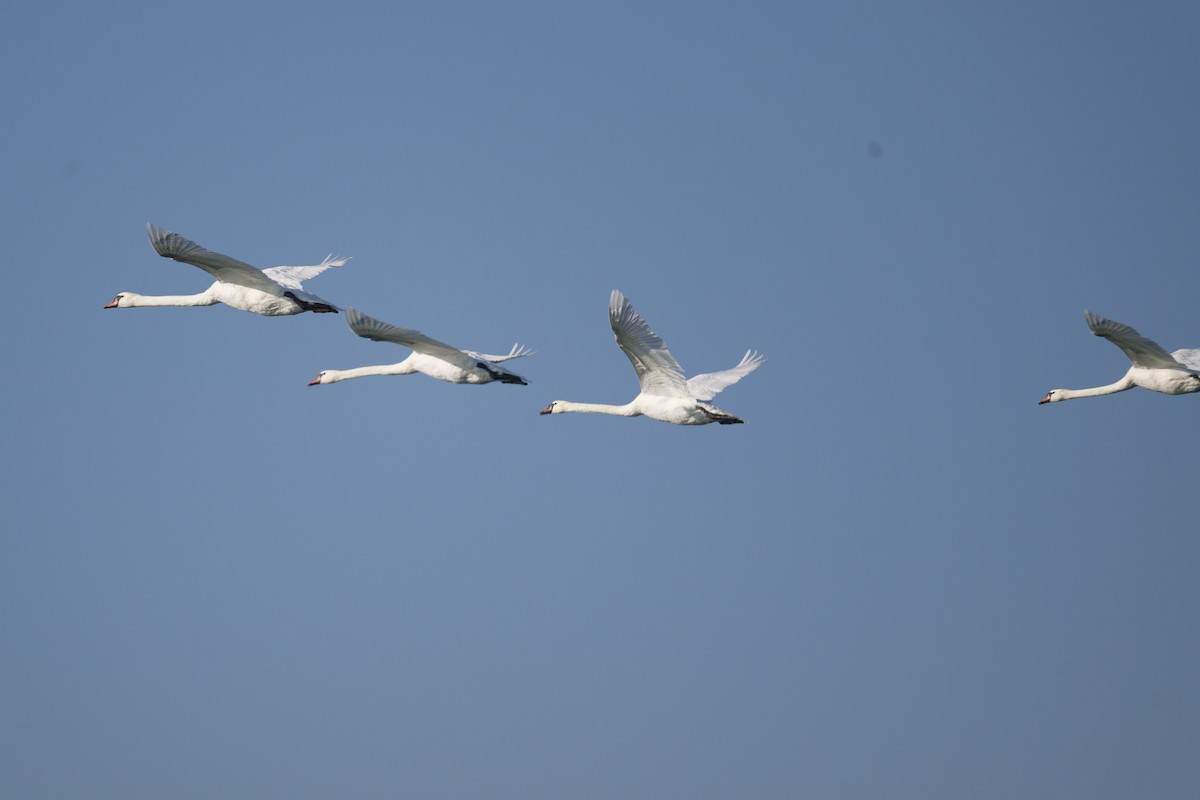 Mute Swan - ML642721882