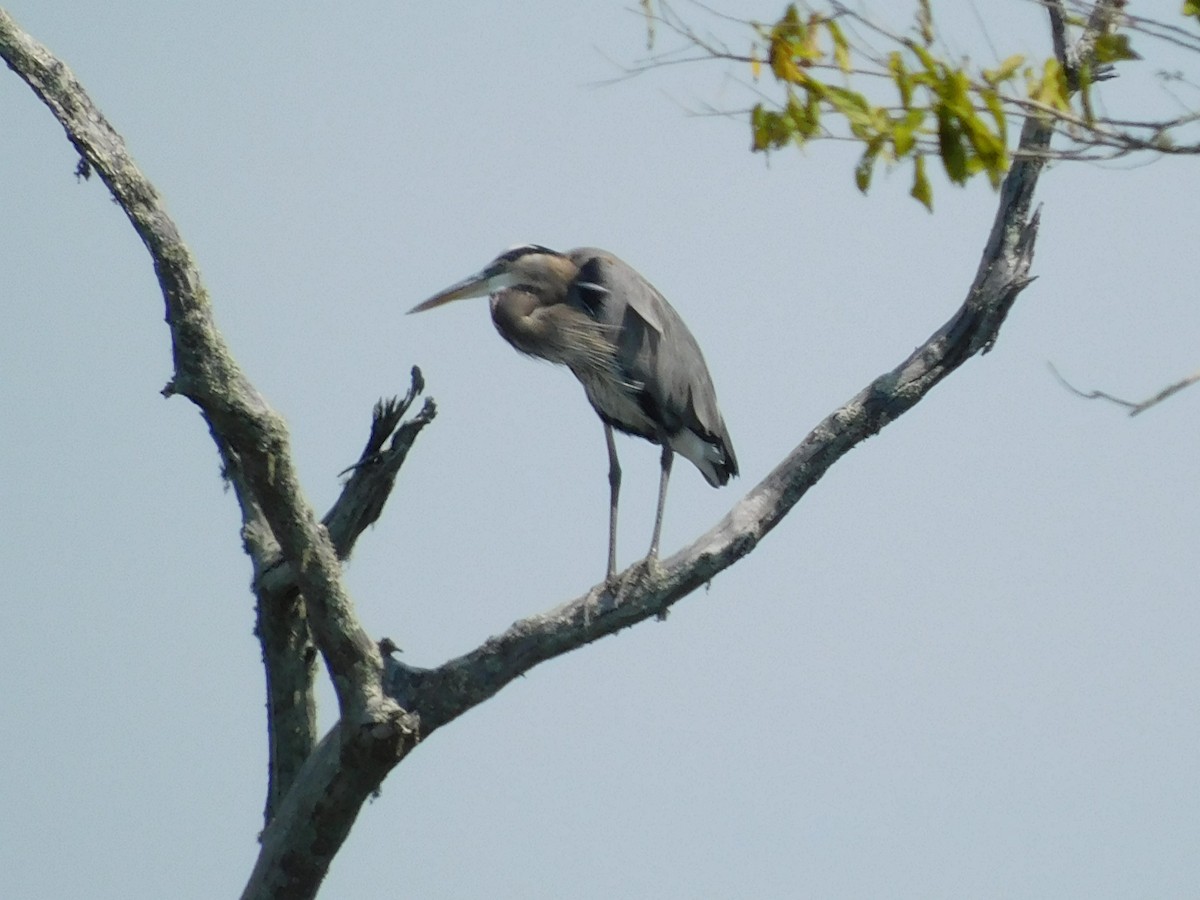 Great Blue Heron - ML642721891