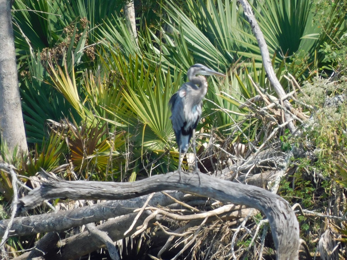 Great Blue Heron - ML642721892