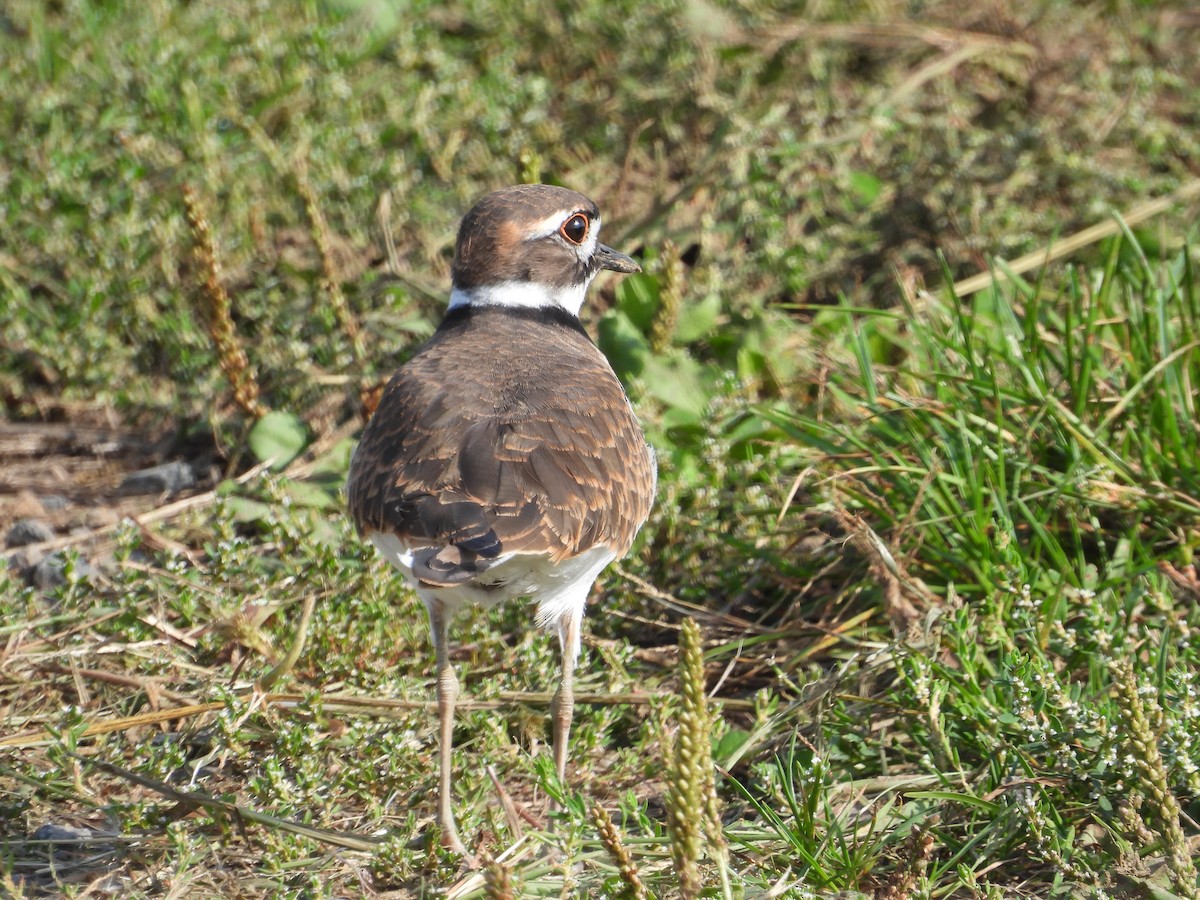 Killdeer - ML642721895