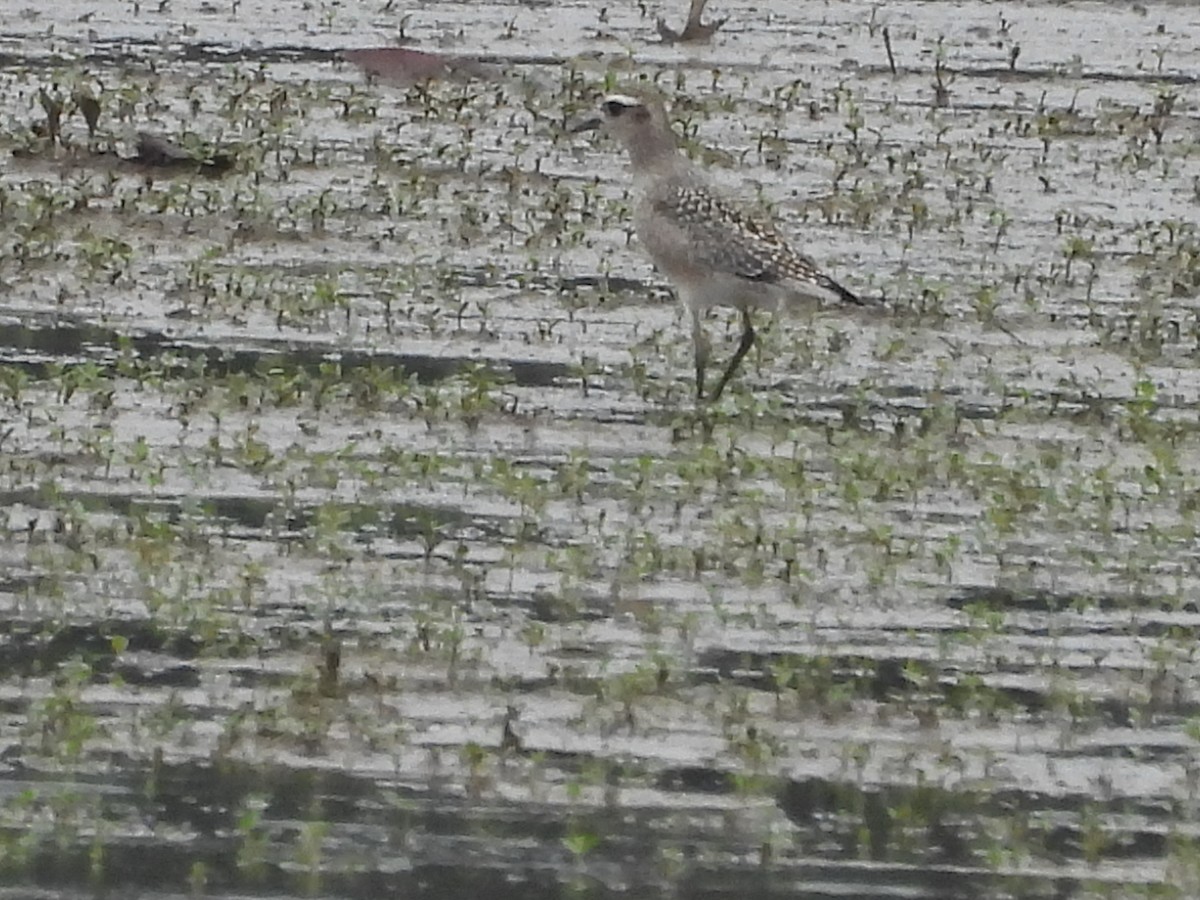 American Golden-Plover - ML642721896
