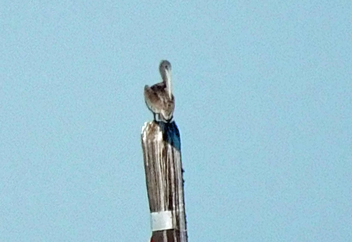Brown Pelican - ML642721897