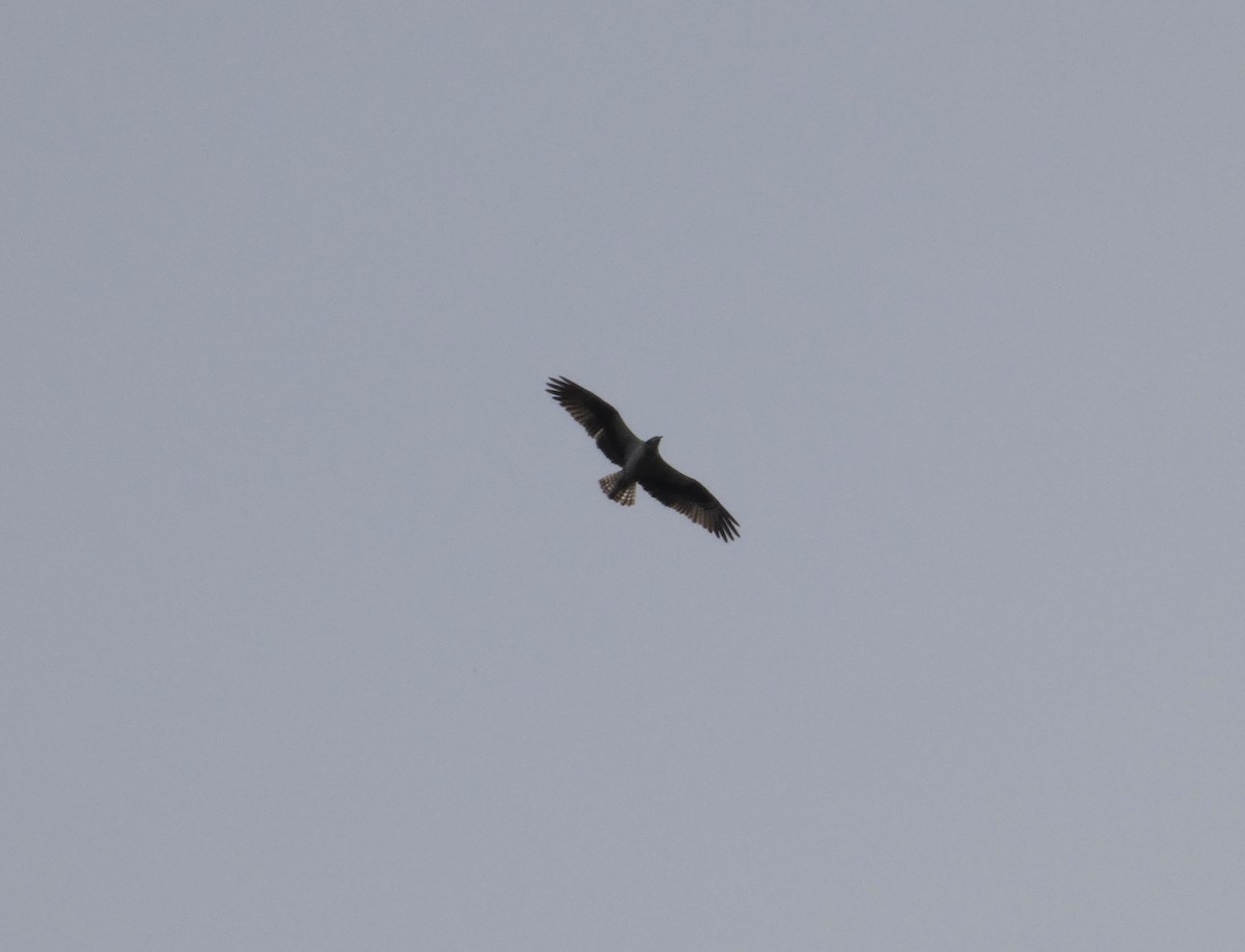 Osprey - ML642721898